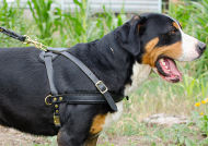 Dog Pulling Harness for Swiss Mountain Dog | Tracking Harness