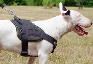 Nylon Dog Harness for Bull Terrier | Dog Sport Harness, Padded
