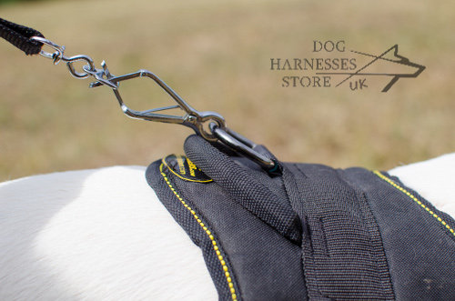 Harness for Bull Terrier