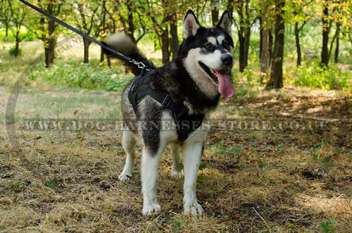 Malamute Harness for Sale