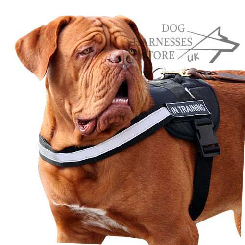 Best Harness for Dogue de Bordeaux