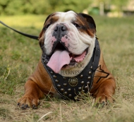 Studded Dog Harness