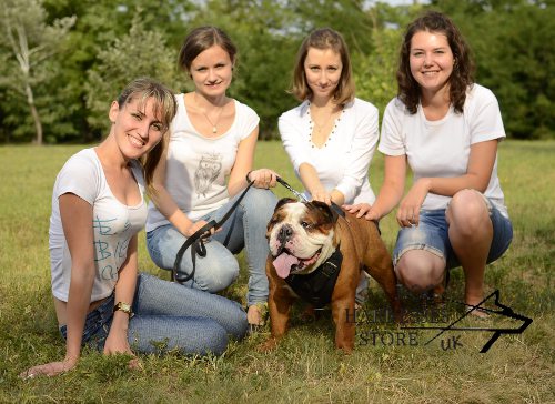 English Bulldog harness training