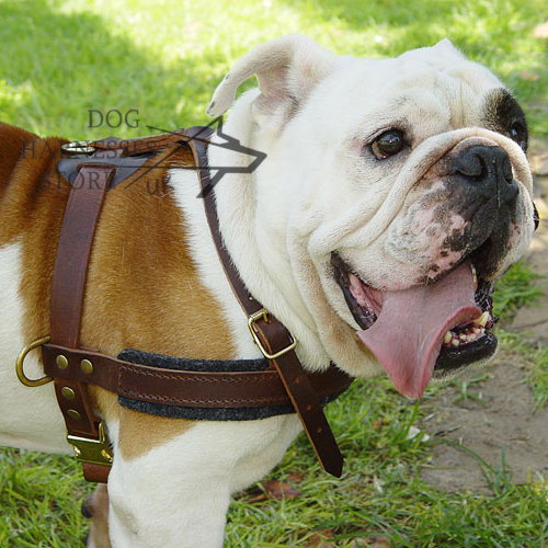 Bulldog Tracking Harness