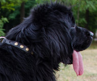 Fancy Dog Collar Leather with Round Studs for Newfoundland