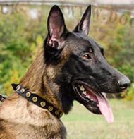 Fashion Dog Collar with Round Brass Studs for Belgian Malinois