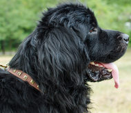 Cool Dog Collar Leather with Square Studs for Newfoundland