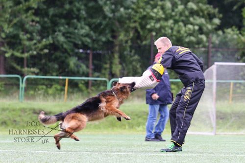 Attack Dog Training with Bite Sleeve