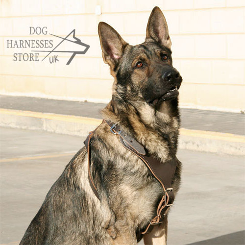 Protection Dog Harness UK K9