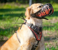 Labrador Harness UK