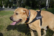 Nylon Harness for Professional Dog Training, Dog
Harnesses UK