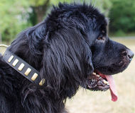 Gorgeous Dog Collar for Newfoundland | Wide Leather Dog Collar