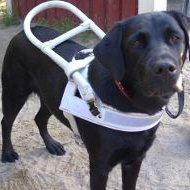 Guide Dog Harness White Leather with Handle-Frame for Labrador