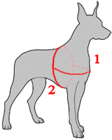 How to Size Dog Harness