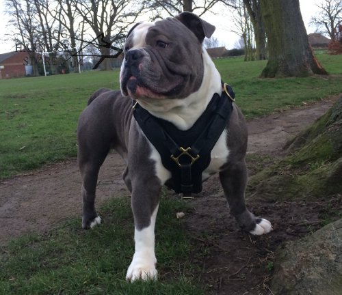 Padded Dog Harness Best in UK £82.00