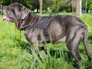 Nylon Harness for Mastino Neapolitano Walking