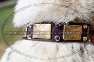 Handmade Dog Collar for Laika, Designer with Nickel and Brass