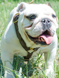 English Bulldog Harness UK