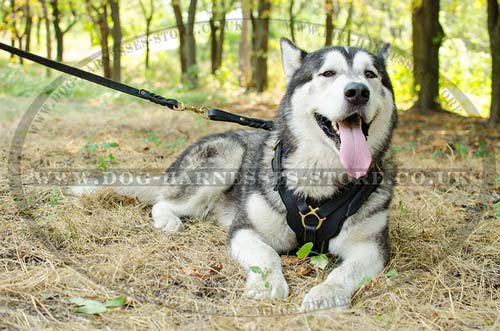 Strong Dog
Harness UK