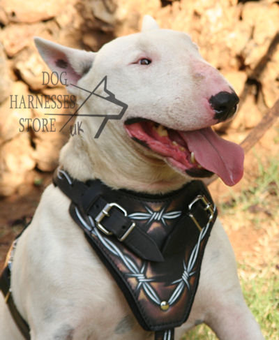 Handmade Bull Terrier Harness