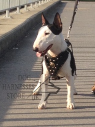 Royal Harness for Miniature Bull Terrier, Brass Studded Chest