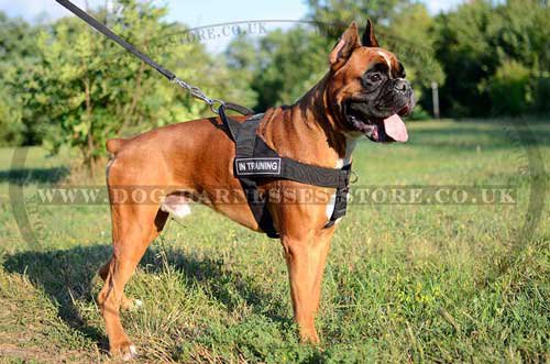 Boxer
Harness UK