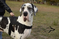 Large Nylon Harness for Great Dane, Suitable for Any Weather