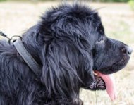 Leather Choke Collar for Newfoundland Obedience