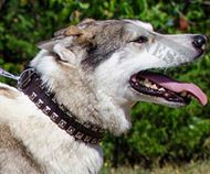 Leather Dog Collar with Nickel Studs for West Siberian Laika