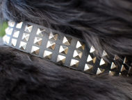 Leather Dog Collar with Nickel Pyramids for Newfoundland