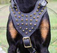 Dog Walking Harness Leather with Brass Spikes for Doberman