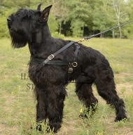 Leather Dog Harness for Large Dogs Like Schnauzer