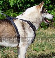 Studded Leather Dog Harness for West Siberian Laika, Large