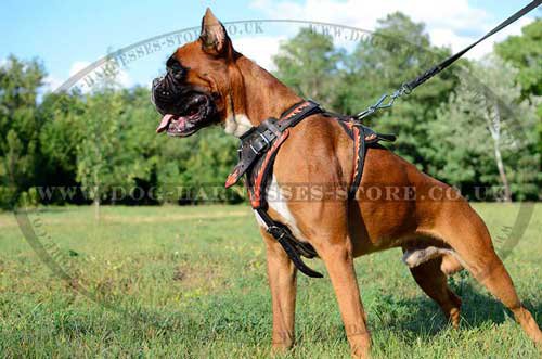 Boxer Harness UK