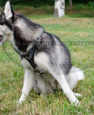 Siberian Husky Harness UK for Tracking