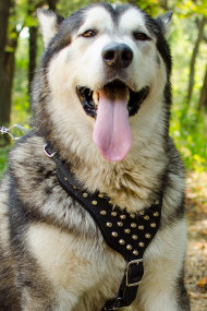 Husky Harness UK Adorned with Pyramids