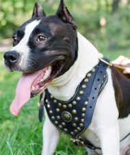 Luxury Dog Harness