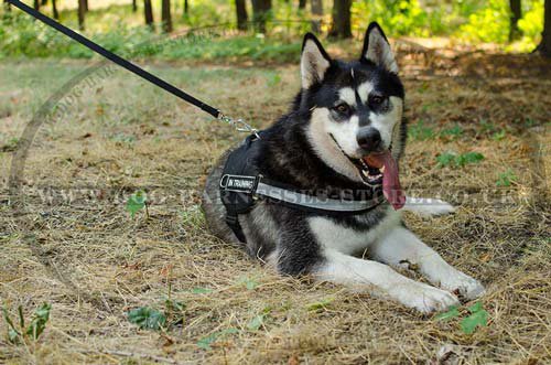 Dog Sled Harness