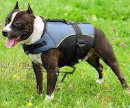 Dog Harness
Vest for Staffy | Dog Mobility Harness, Padded