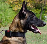 Adjustable Nylon Dog Collar