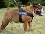 Nylon Dog Harness UK