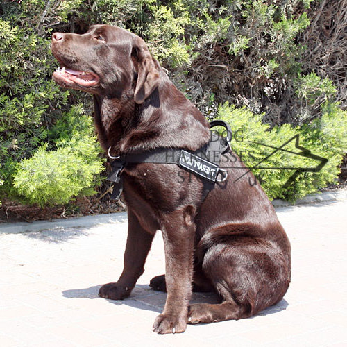 Adjustable Nylon Dog Harness