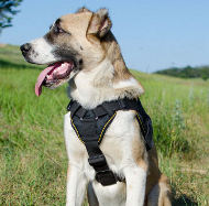 Dog Training Harness Nylon for Central Asian Shepherd, Multiuse