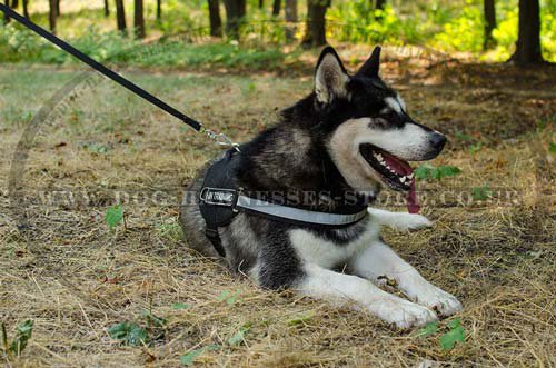 Dog Pulling Harnesses UK