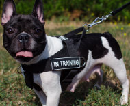 Small Dog Harness