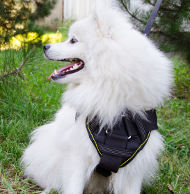 Harness for Small Dogs UK
