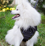 Nylon Dog Harness with Padded Chest Plate for Japanese Spitz