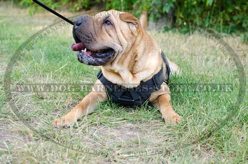 Shar Pei Dog Harness UK