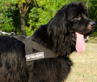 Dog Training Harness UK