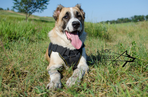 Padded Dog Harness for Central Asian Shepherd